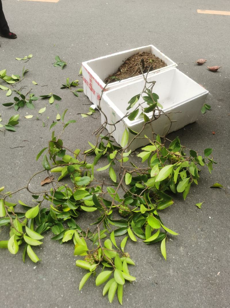 大血藤（黑老虎，布福娜）