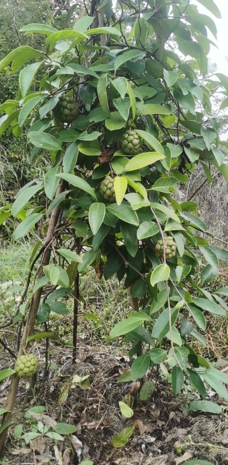 大血藤（黑老虎，布福娜）