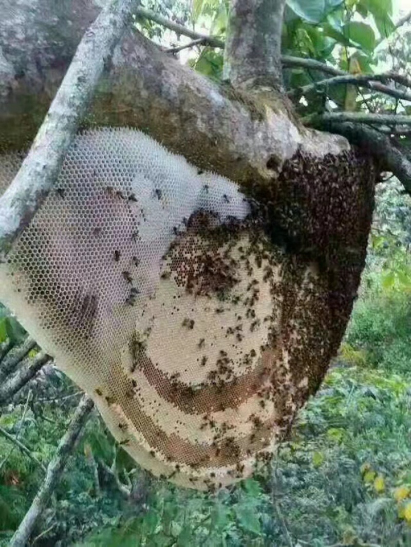 纯正野生土蜂蜜百花蜜野生蜂蜜双十一特惠