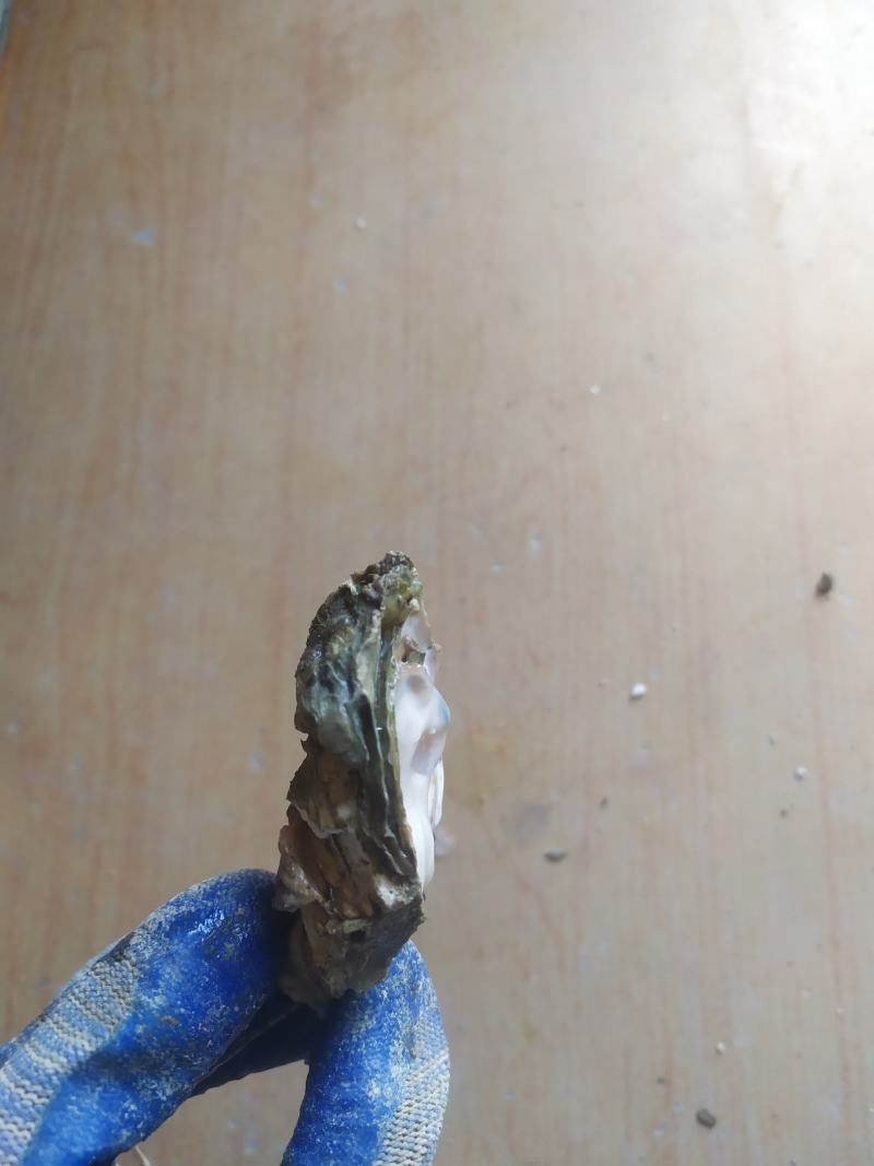 北部湾生蚝一手货源批发，壳薄肉肥欢迎咨询价格优惠，