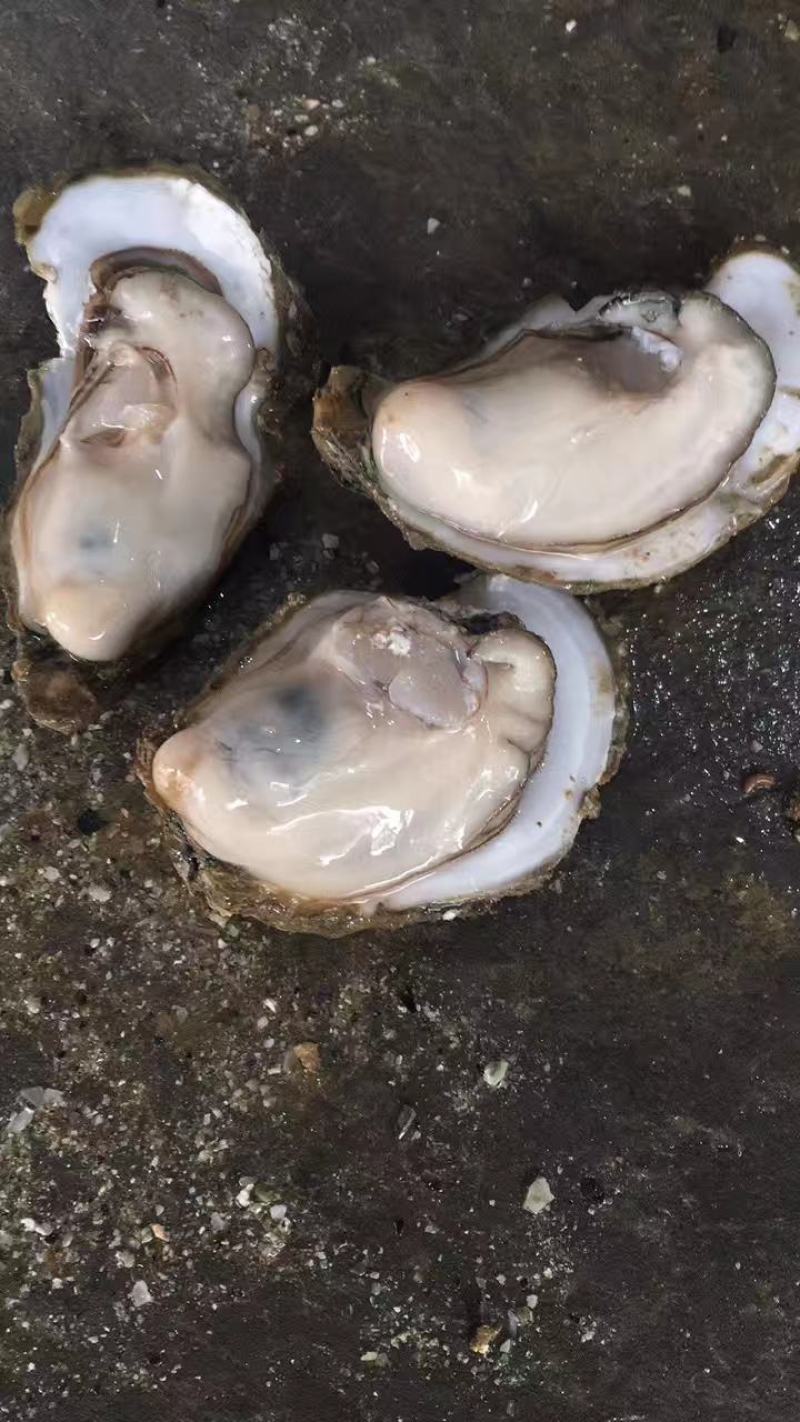 北部湾生蚝一手货源批发，壳薄肉肥欢迎咨询价格优惠，