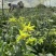 霍山铁石斛花，铁皮石斛花，霍山米斛花，2021年新品上市
