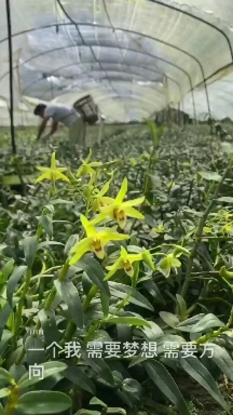 霍山铁石斛花，铁皮石斛花，霍山米斛花，2021年新品上市