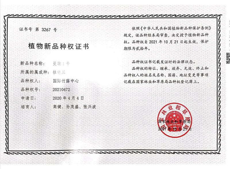甜笋曼歇甜龙笋（果笋个头大、笋肉多，含糖量高
