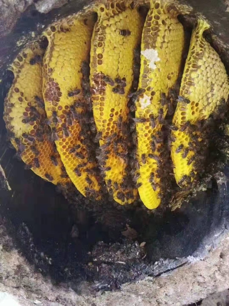 百花蜜，野生的蜂蜜货以不多了，有想要的联系我。假一赔十
