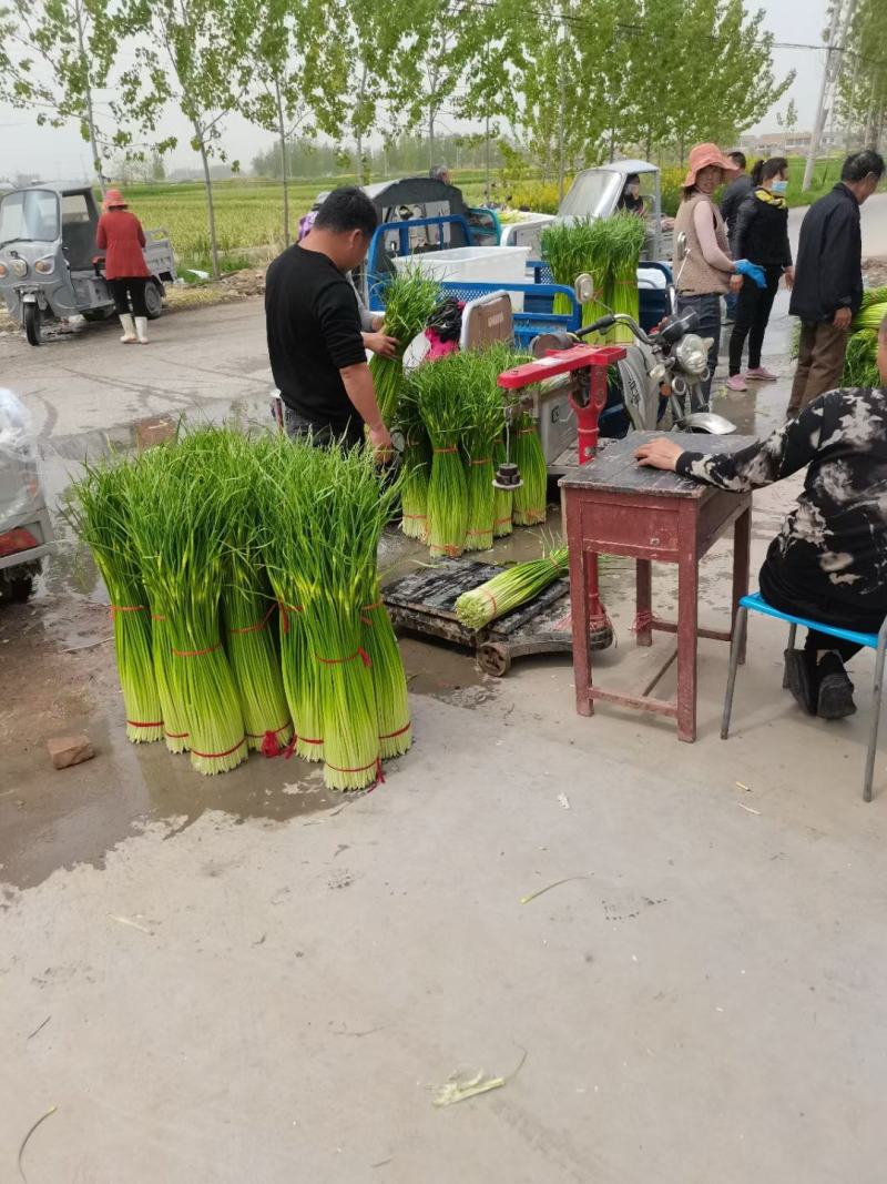 白帽蒜薹精品苏北万亩收购大市场，欢迎客商前来选购！