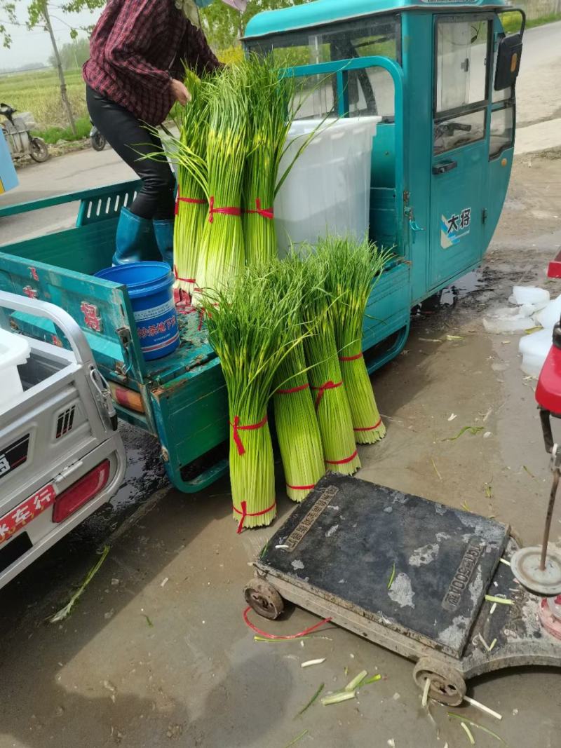 白帽蒜薹精品苏北万亩收购大市场，欢迎客商前来选购！
