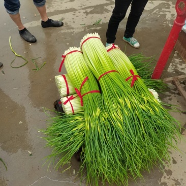 白帽蒜薹精品苏北万亩收购大市场，欢迎客商前来选购！