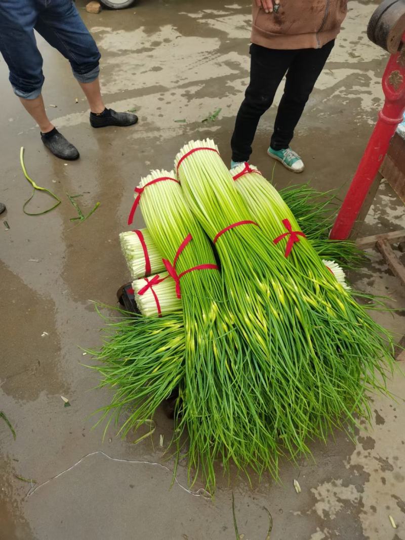 白帽蒜薹精品苏北万亩收购大市场，欢迎客商前来选购！