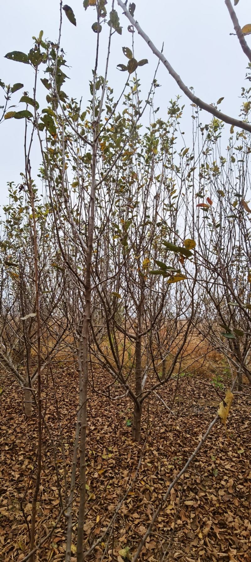 苹果树