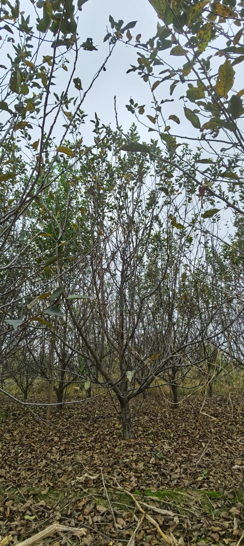 苹果树