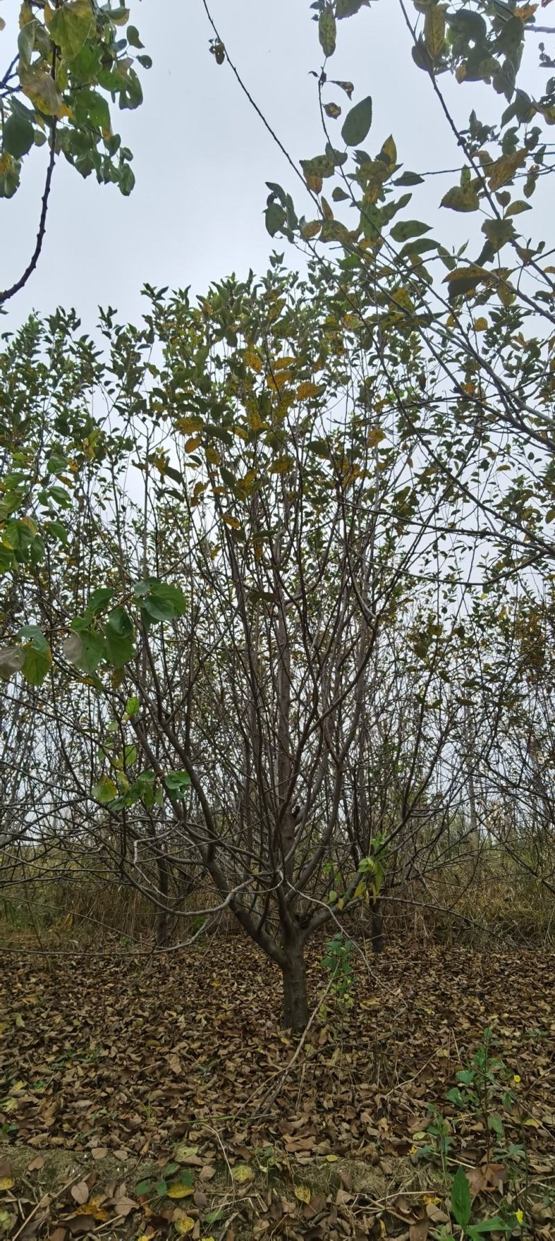 苹果树