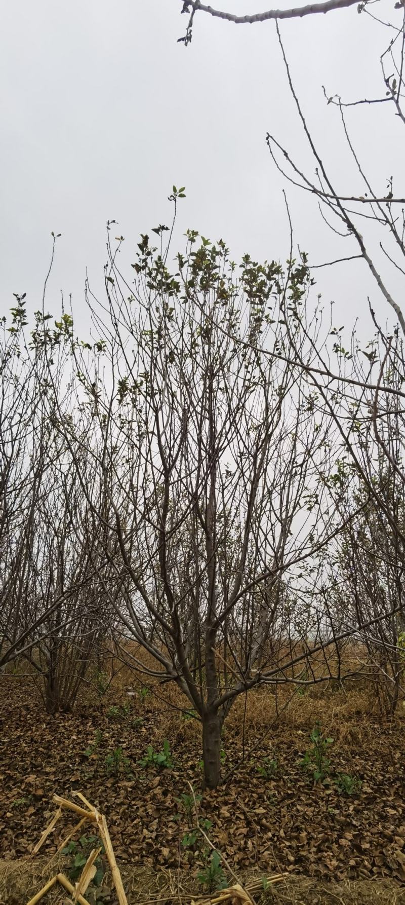 苹果树