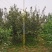 苹果树