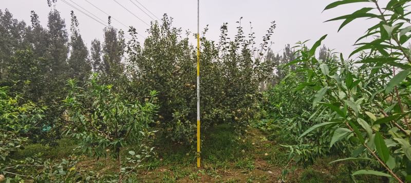 苹果树