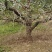 苹果树