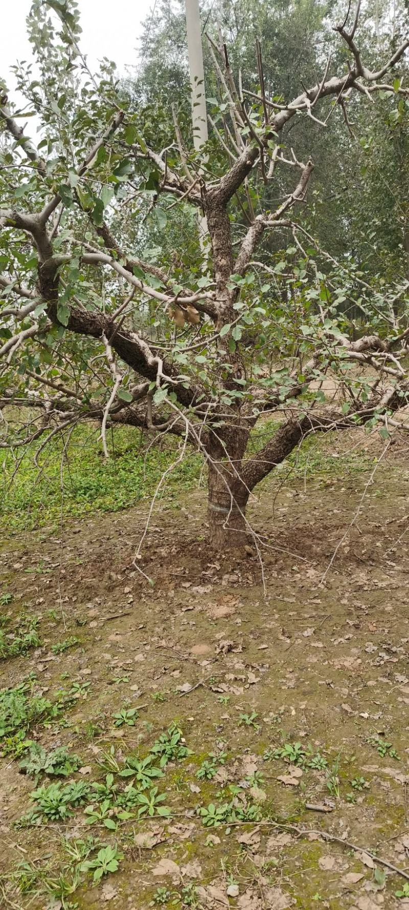 苹果树