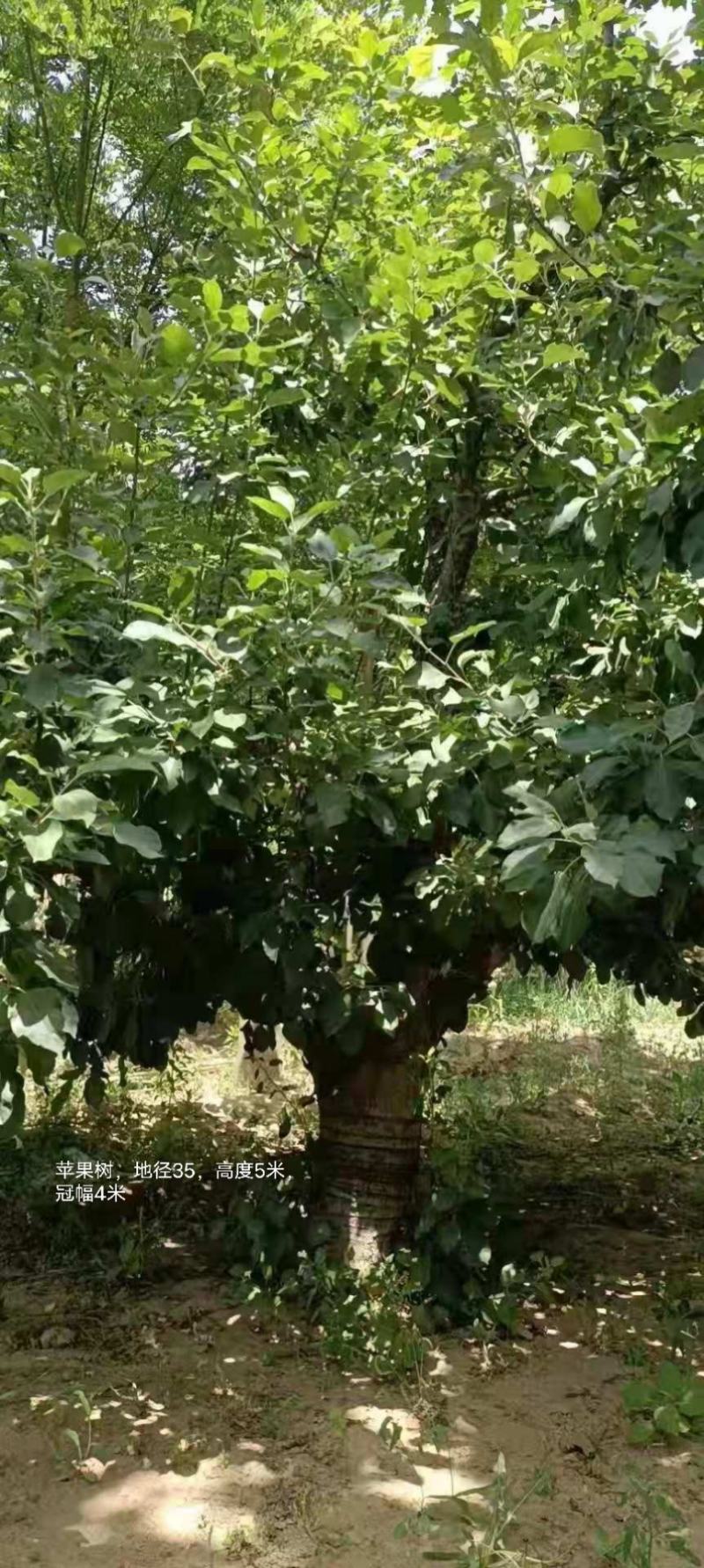 苹果树