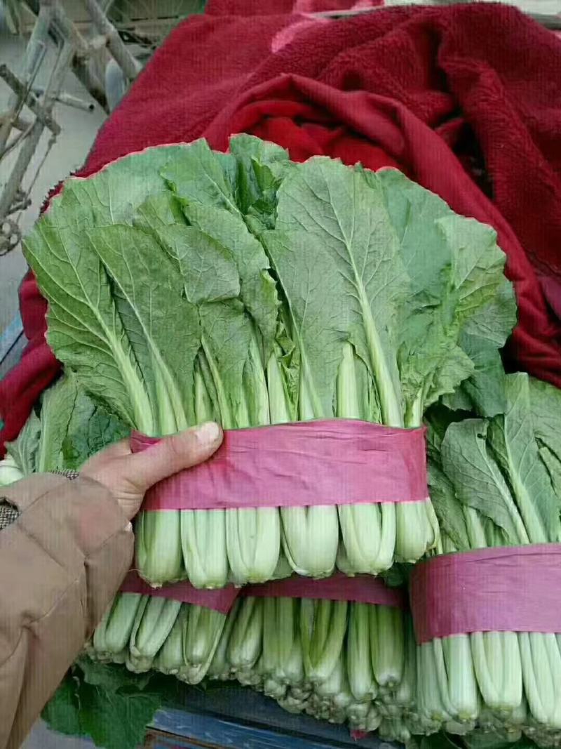 小白菜，河北邯郸大量有现货，物美价廉各种蔬菜可以配花车