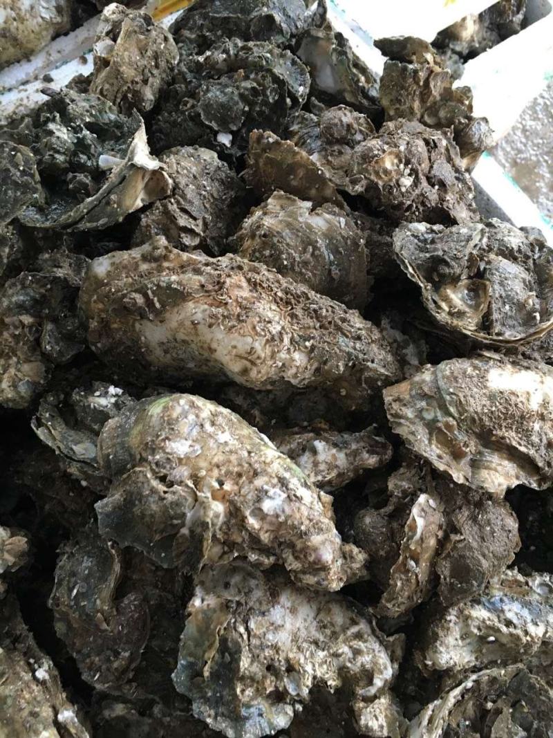北部湾生蚝一手货源批发，壳薄肉肥欢迎咨询价格优惠，
