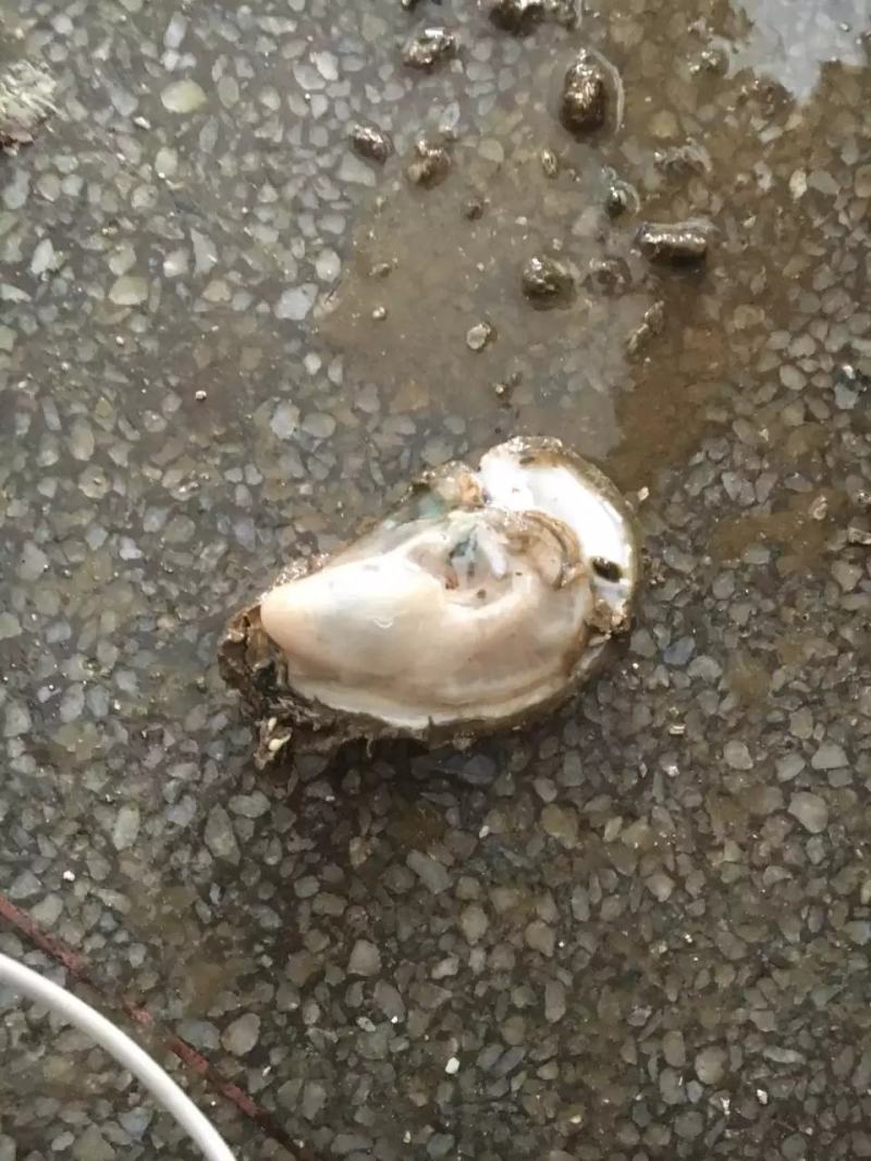 北部湾生蚝一手货源批发，壳薄肉肥欢迎咨询价格优惠，