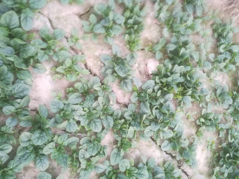 优质菠菜万亩有要的联系我