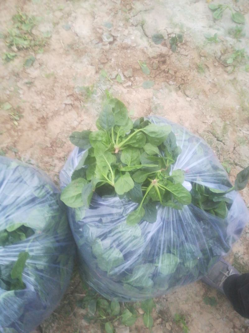 优质菠菜万亩有要的联系我