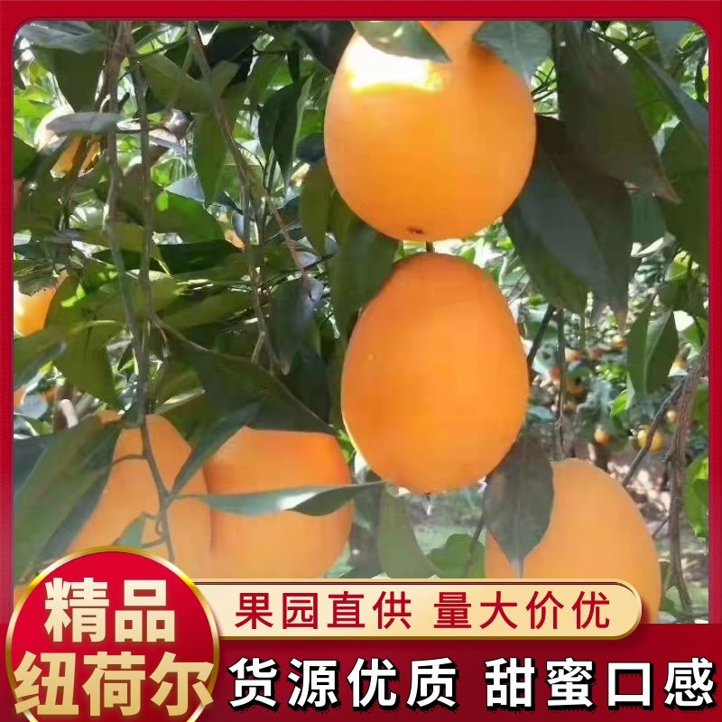 🅰纽荷尔脐橙皮薄爆汁口感纯甜果面火红色产地直销