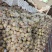 临潼精品石榴5-6两石榴
