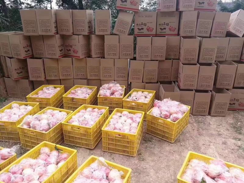 临潼精品石榴5-6两石榴