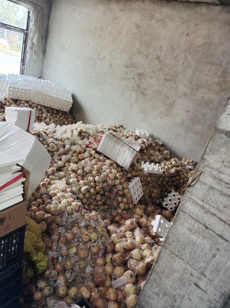 临潼精品石榴5-6两石榴