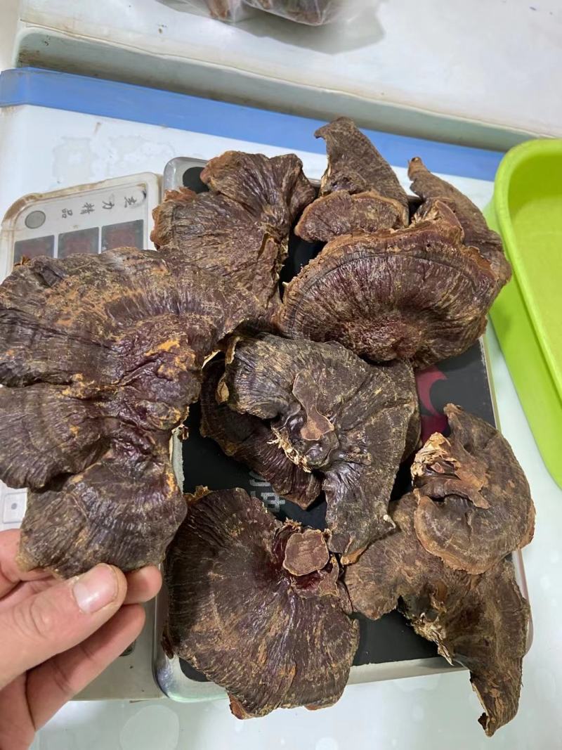 高仿野生灵芝种植长白山林下赤灵芝250克半斤10-11朵