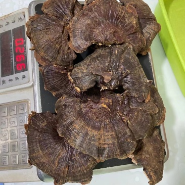 高仿野生灵芝种植长白山林下赤灵芝250克半斤10-11朵