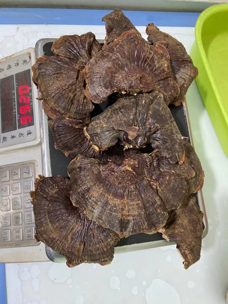 高仿野生灵芝种植长白山林下赤灵芝250克半斤10-11朵