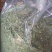 鸡骨草叶子