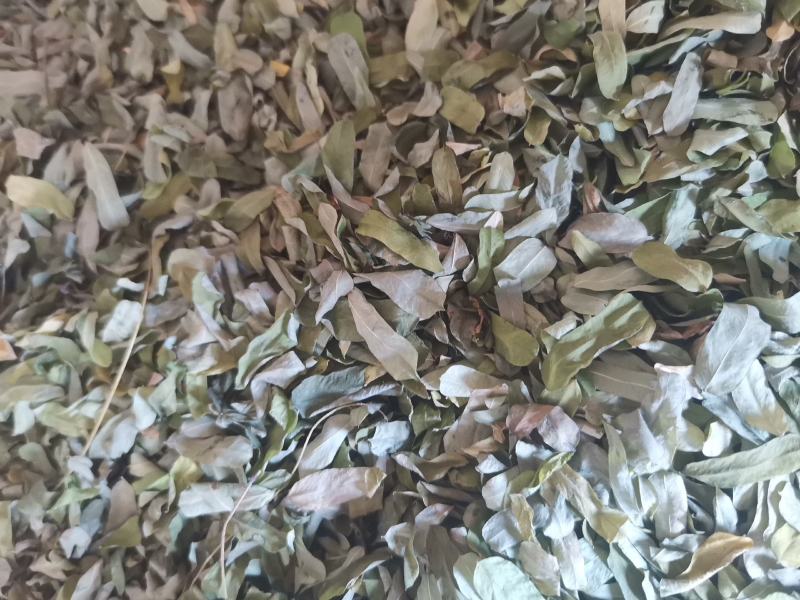 鸡骨草叶子