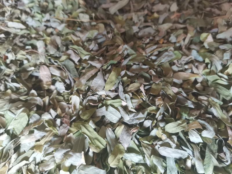 鸡骨草叶子