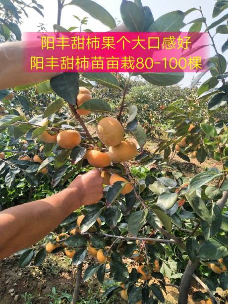 阳峰甜柿子苗，大秋脆甜柿子苗，自产自销，当天挖当天发货