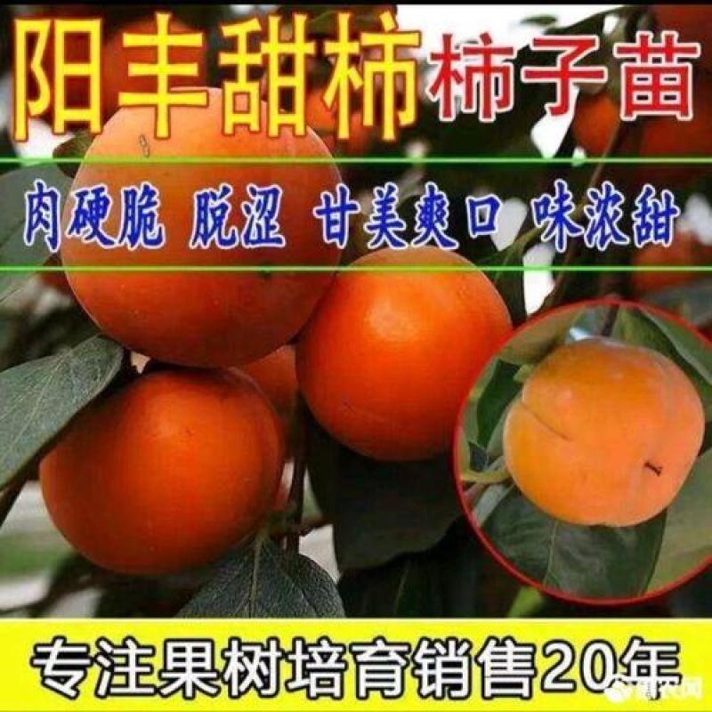 阳峰甜柿子苗，大秋脆甜柿子苗，自产自销，当天挖当天发货