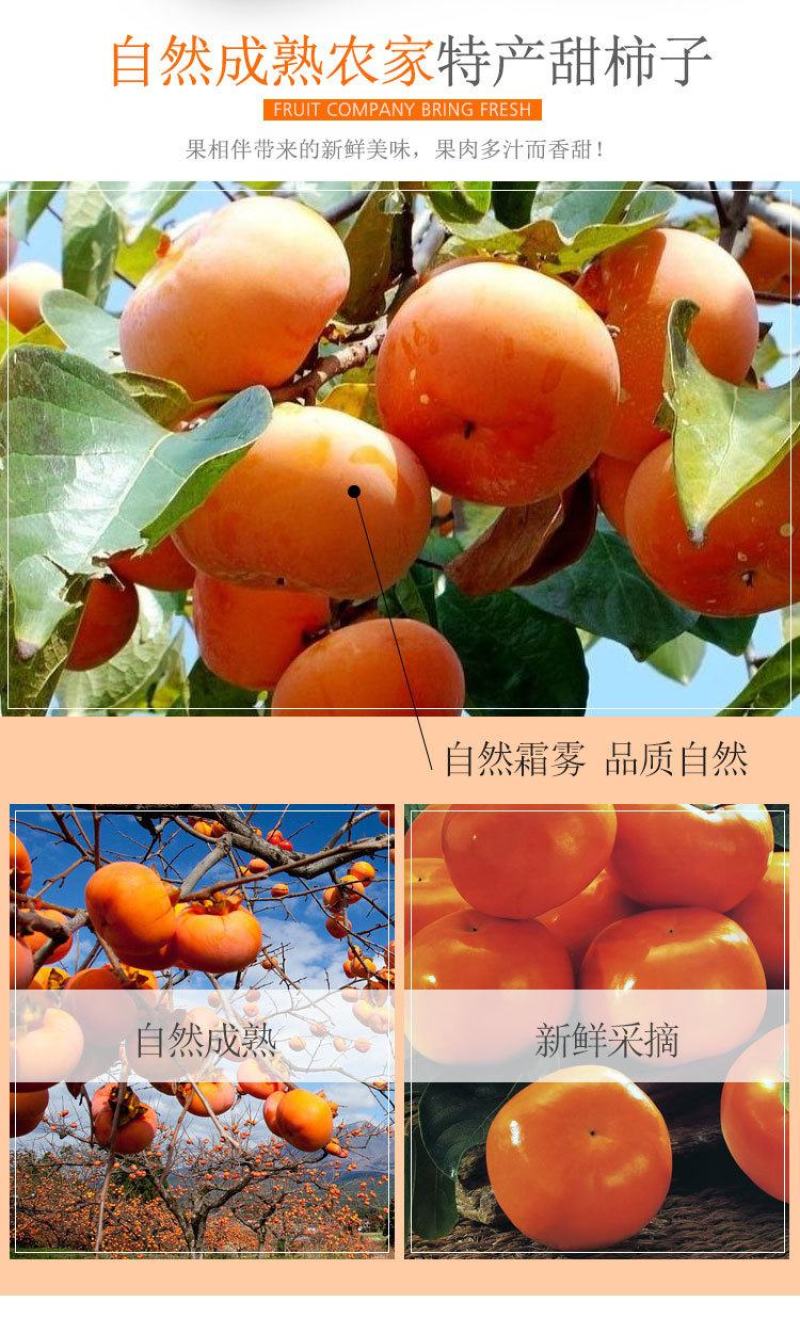 阳峰甜柿子苗，大秋脆甜柿子苗，自产自销，当天挖当天发货
