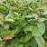 红花油茶苗，开红花大果型，观赏、榨油两用，经济效益好！