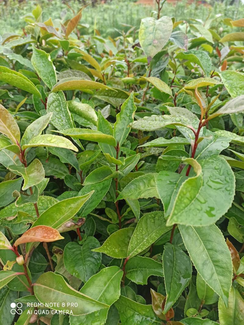 红花油茶苗，开红花大果型，观赏、榨油两用，经济效益好！