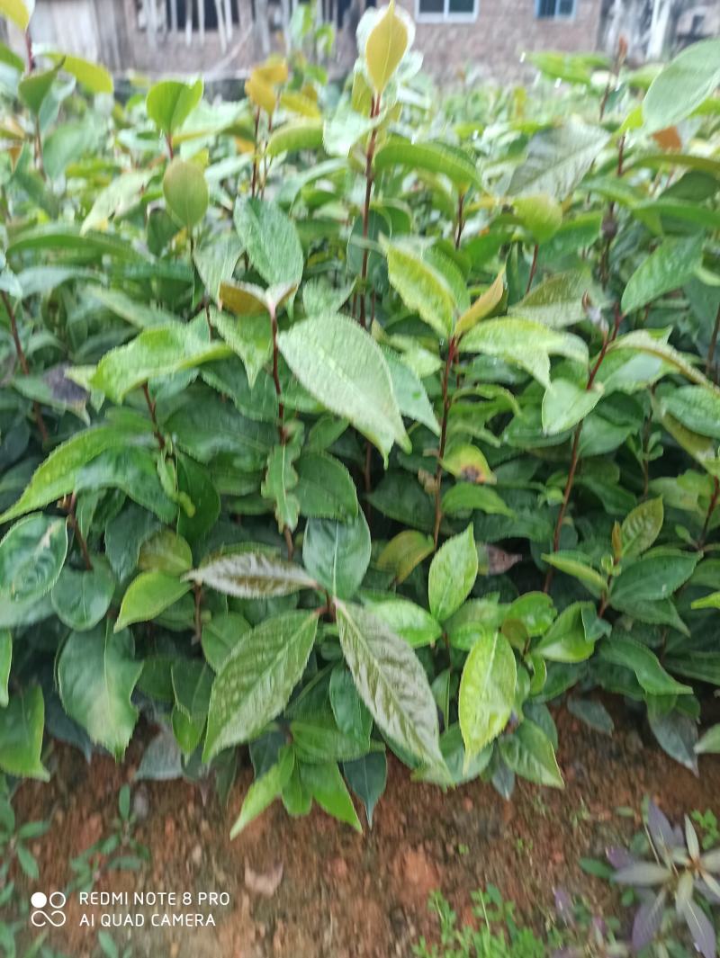 红花油茶苗，开红花大果型，观赏、榨油两用，经济效益好！