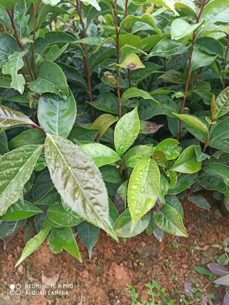 红花油茶苗，开红花大果型，观赏、榨油两用，经济效益好！