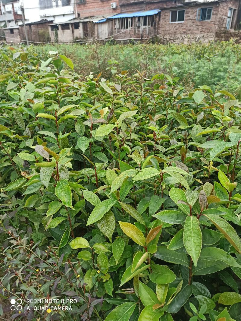 红花油茶苗，开红花大果型，观赏、榨油两用，经济效益好！