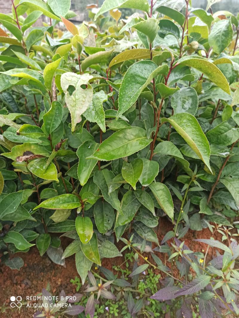 红花油茶苗，开红花大果型，观赏、榨油两用，经济效益好！
