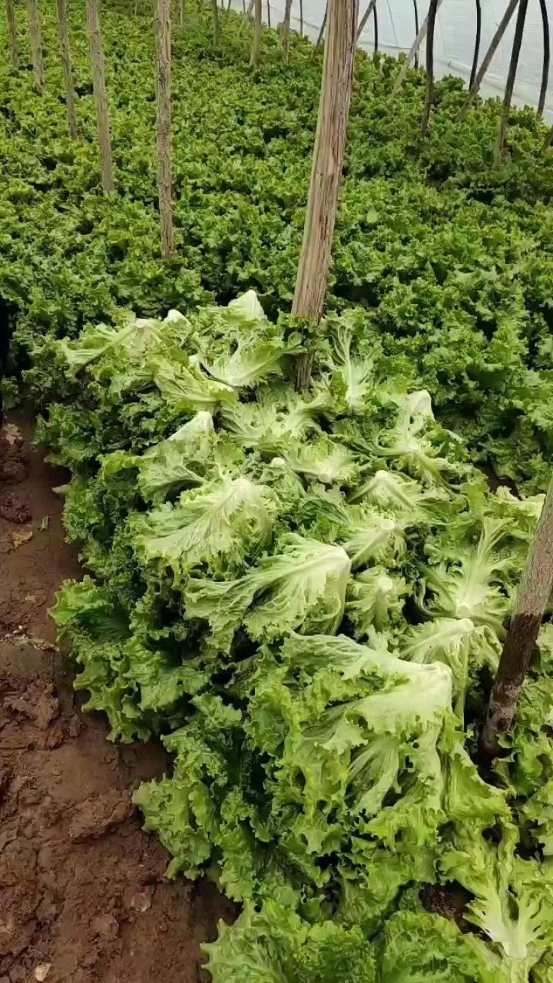 生菜，黄叶生菜，青叶生菜，意大利，各种蔬菜都有需要老板联