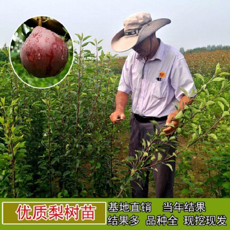黄金梨苗，玉露香梨，早酥红梨，自产自销，当天挖当天发货