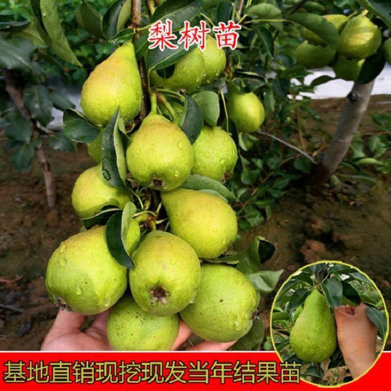 黄金梨苗，玉露香梨，早酥红梨，自产自销，当天挖当天发货