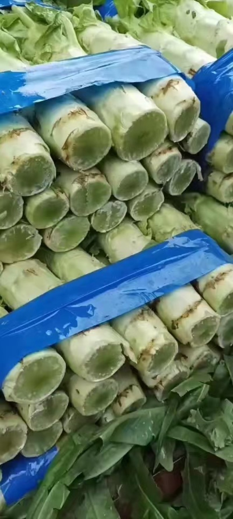 莴苣，砀山莴苣大量上市，货源充足，保证质量，欢迎选购